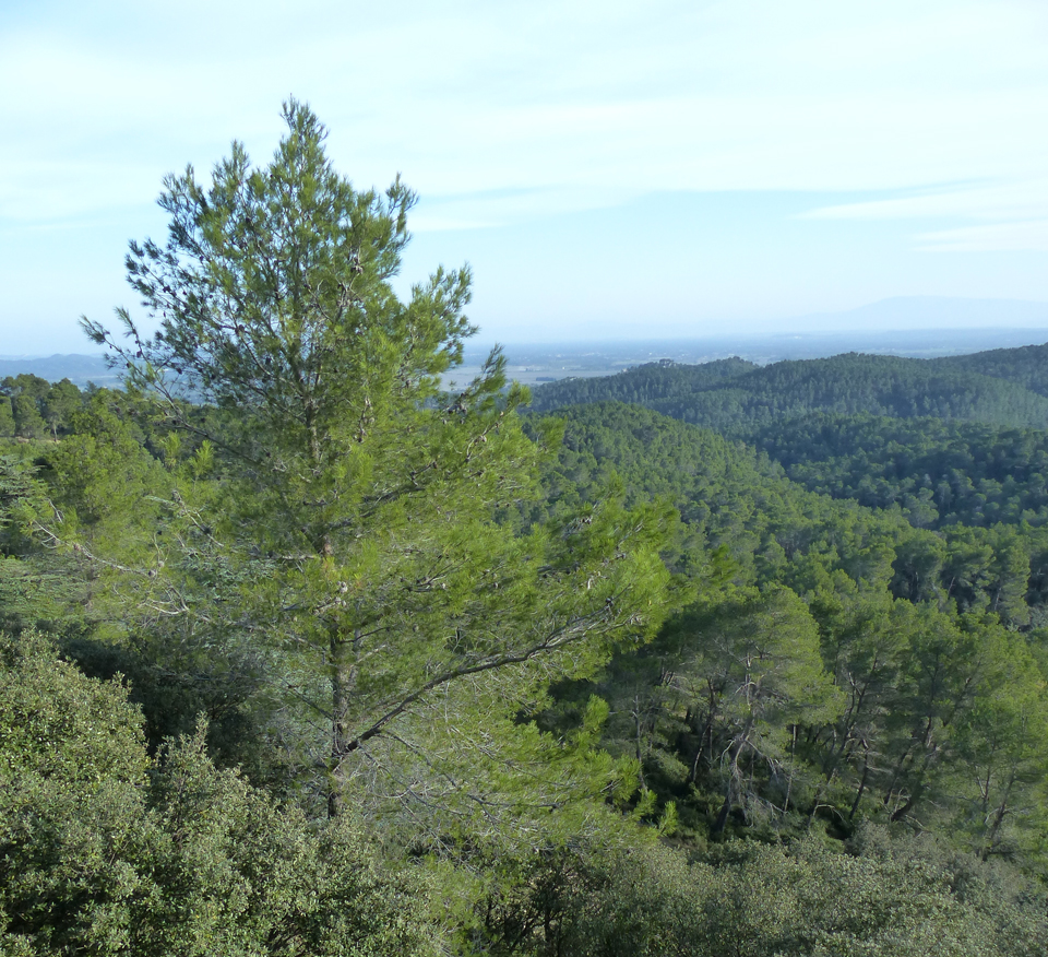 Pinède Pinèdes et forêts de chênes verts - Oiseaux des Alpilles